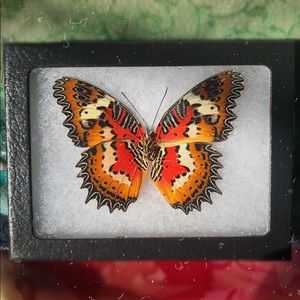 REAL FRAMED BUTTERFLY ~ CRUELTY FREE
